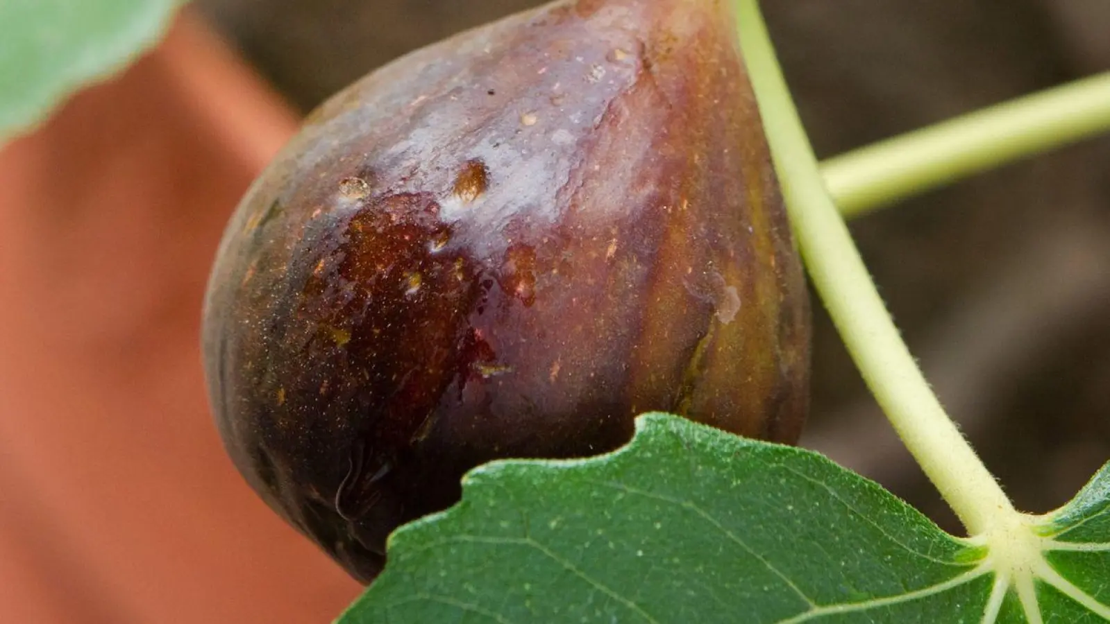 Eine Frage der Sorte: Wer Früchte am heimischen Feigenbaum haben möchte, sollte keine Ableger aus südlichen Ländern mitbringen, sondern im Gartencenter nach einem passenden Exemplar Ausschau halten. (Foto: Andrea Warnecke/dpa-tmn)