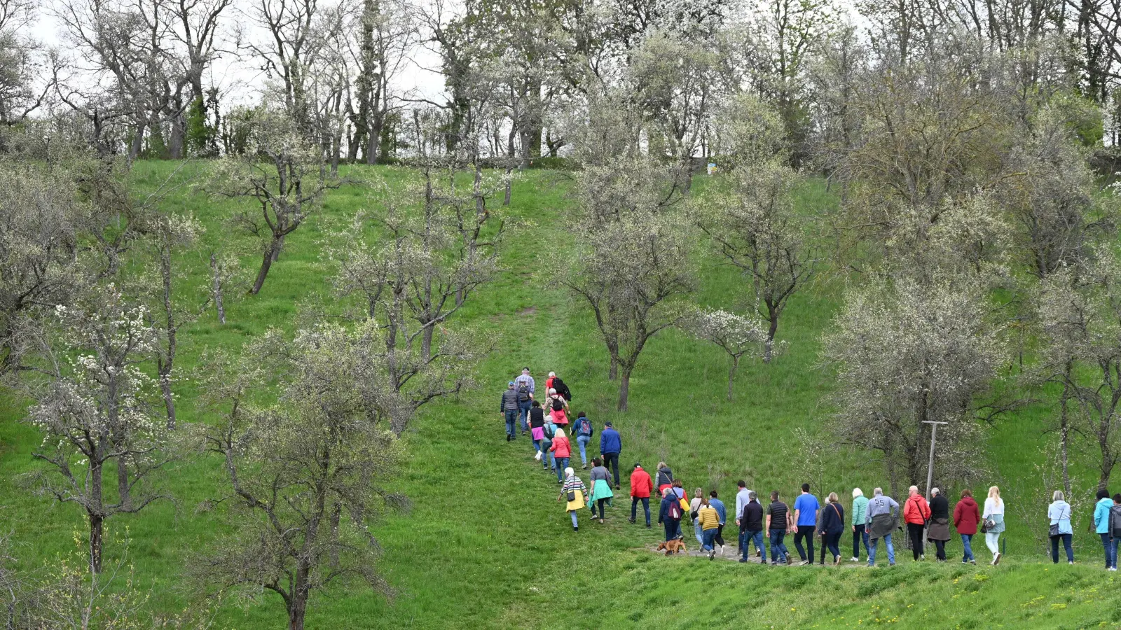 Über Burgbernheim erstrecken sich weite Streuobstflächen, die im Frühling ein weißes Blütenmeer bilden. (Archivbild: Manfred Blendinger)