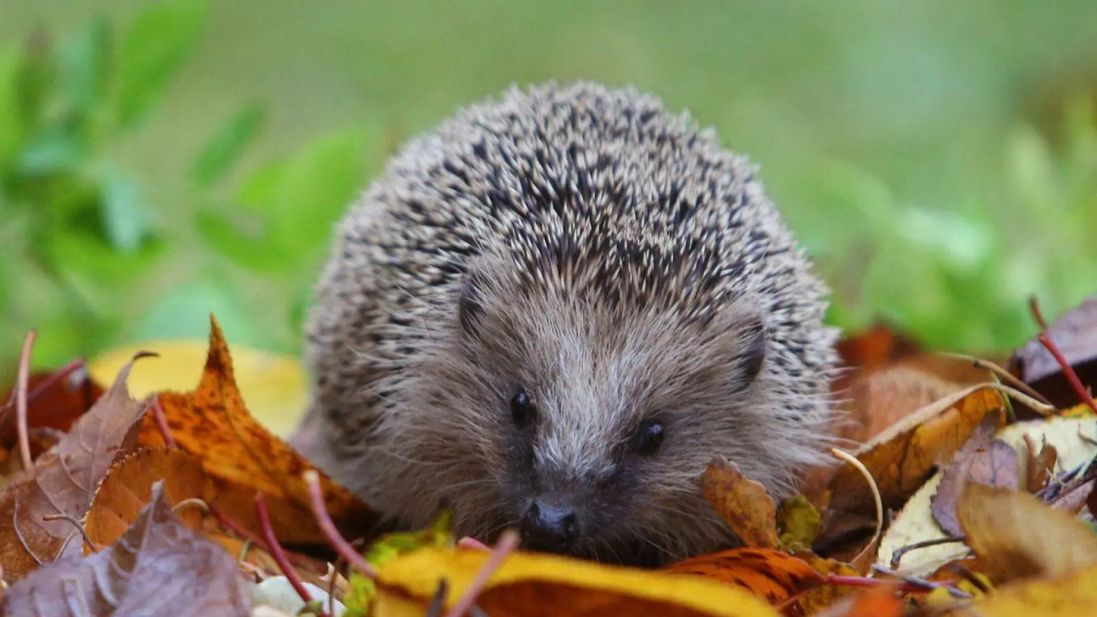 Bitte nicht zu „ordentlich“ sein: Laub liegen lassen – darin wimmelt’s von Insekten, und genau die braucht der Igel vor dem Winter. (Foto: Karl-Josef Hildenbrand/dpa/dpa-tmn)