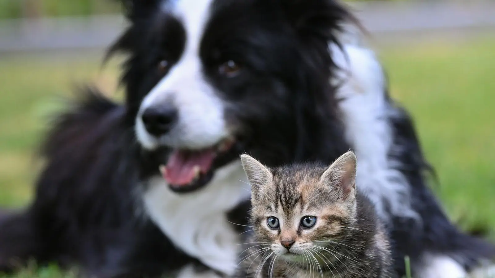 Ein Herz und eine Seele? Mit Geduld und Gelassenheit kann die Zusammenführung von Hund und Katze funktionieren. (Foto: Patrick Pleul/dpa)