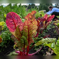 Auch im Hochsommer ist die Gartensaison noch lange nicht vorbei – viele Gemüsearten wie Mangold, Feldsalat oder Spinat können jetzt noch ins Beet. (Foto: Jens Kalaene/dpa/dpa-tmn)