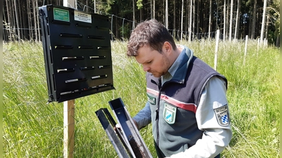 Andreas Egl, der Leiter des Bereichs Forsten am Ansbacher Landwirtschaftsamt, kontrolliert im Rahmen des Monitorings im Gemeindegebiet von Weiltingen im südlichen Landkreis Ansbach eine Borkenkäferfalle, in der sich bereits zahlreiche Käfer befinden. (Foto: AELF Ansbach/Johannes Wüst)