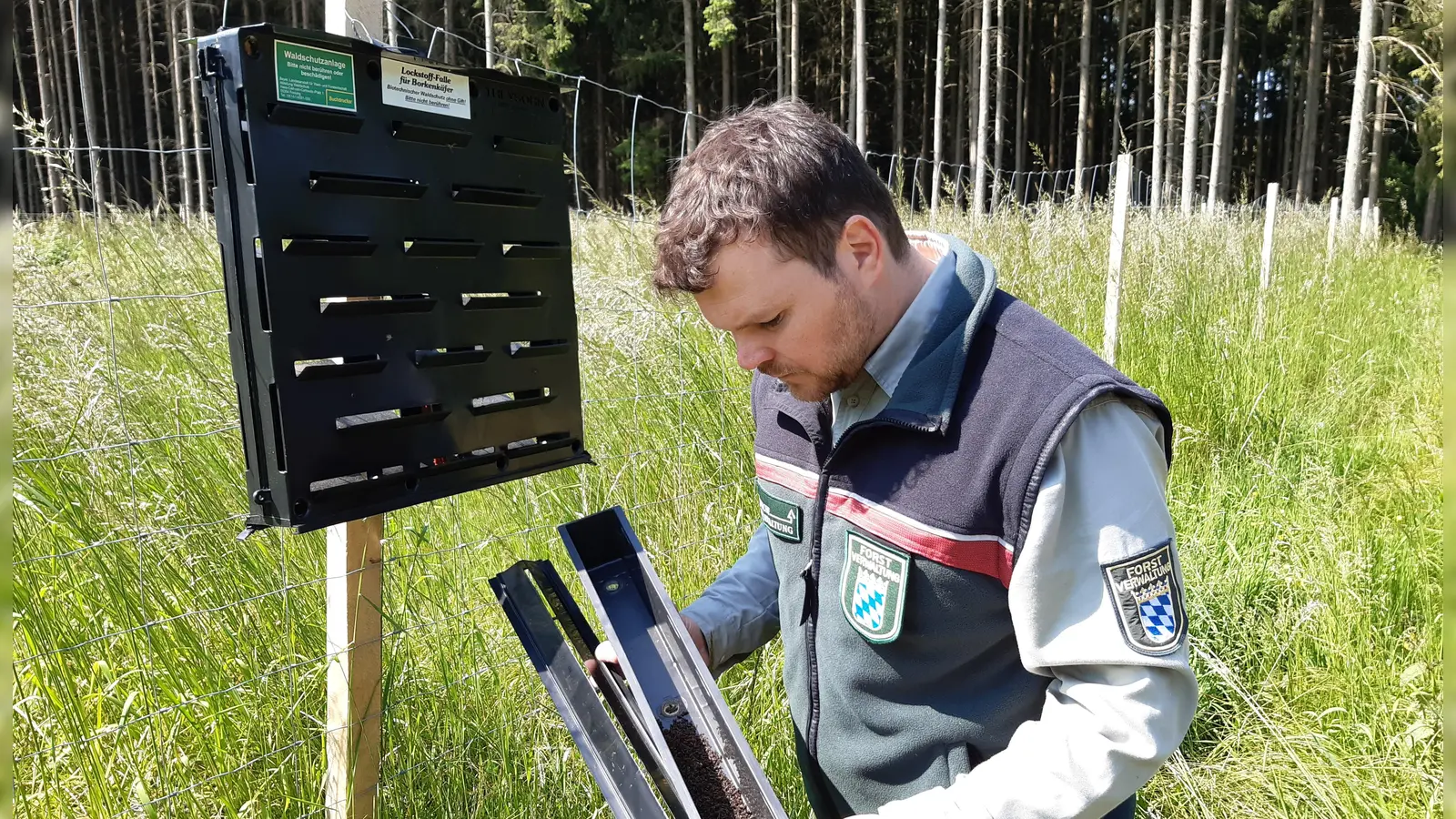 Andreas Egl, der Leiter des Bereichs Forsten am Ansbacher Landwirtschaftsamt, kontrolliert im Rahmen des Monitorings im Gemeindegebiet von Weiltingen im südlichen Landkreis Ansbach eine Borkenkäferfalle, in der sich bereits zahlreiche Käfer befinden. (Foto: AELF Ansbach/Johannes Wüst)