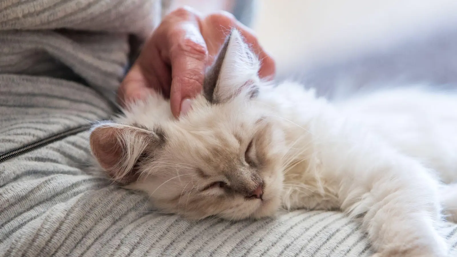 Katzen schnurren wenn sie entspannt sind, aber auch in stressigen Situationen. (Foto: Christin Klose/dpa-tmn)