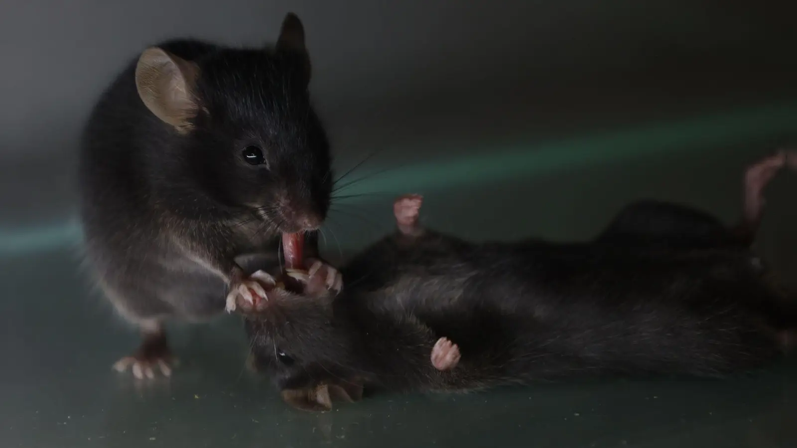 Mäuse kümmern sich um vertraute, bewusstlose Artgenossen. Sie lecken etwa am Fell und ziehen auch schon mal die Zunge ein Stück heraus.  (Foto: Wenjian Sun And Guang-Wei Zhang/dpa)