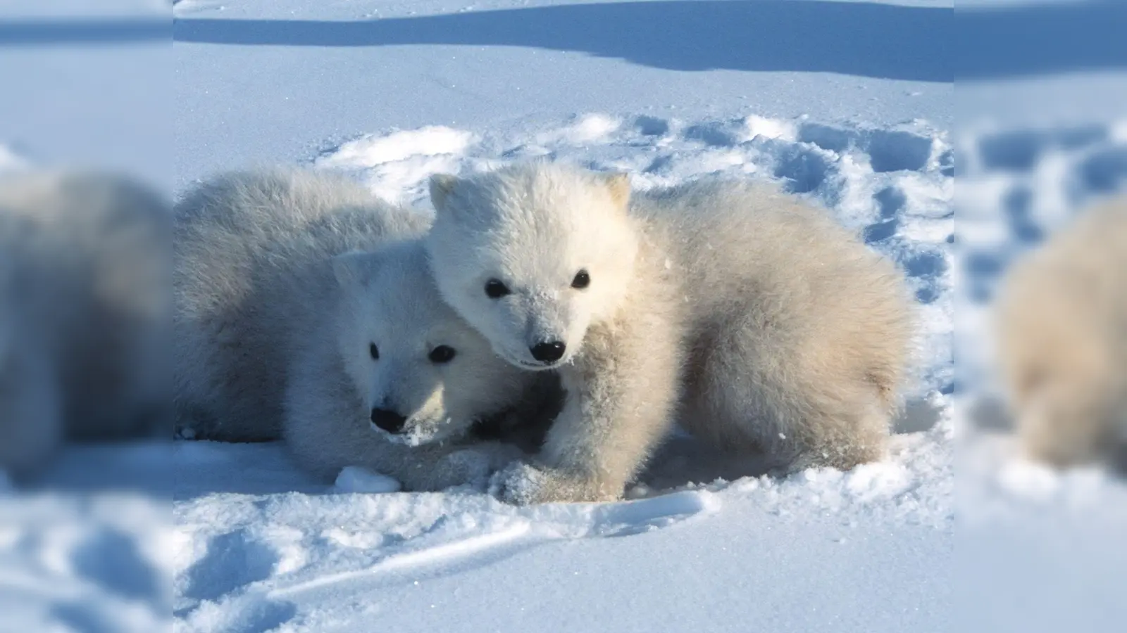 Junge Eisbären in Spitzbergen verlassen um den 9. März herum erstmals ihre Geburtshöhlen. (Foto: Steven C. Amstrup/Polar Bears International./dpa)