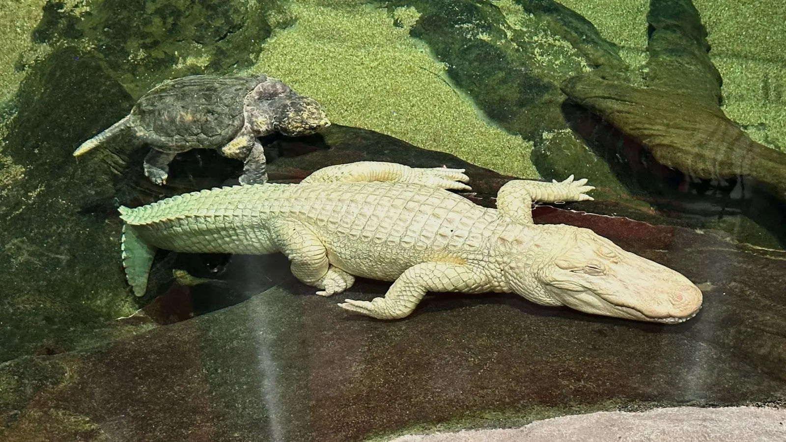Albino-Alligator Claude lag meist regungslos auf einem beheizten Felsen oder schwamm mit Schildkröten durch sein Becken. (Archivbild) (Foto: Jeff Chiu/AP/dpa)