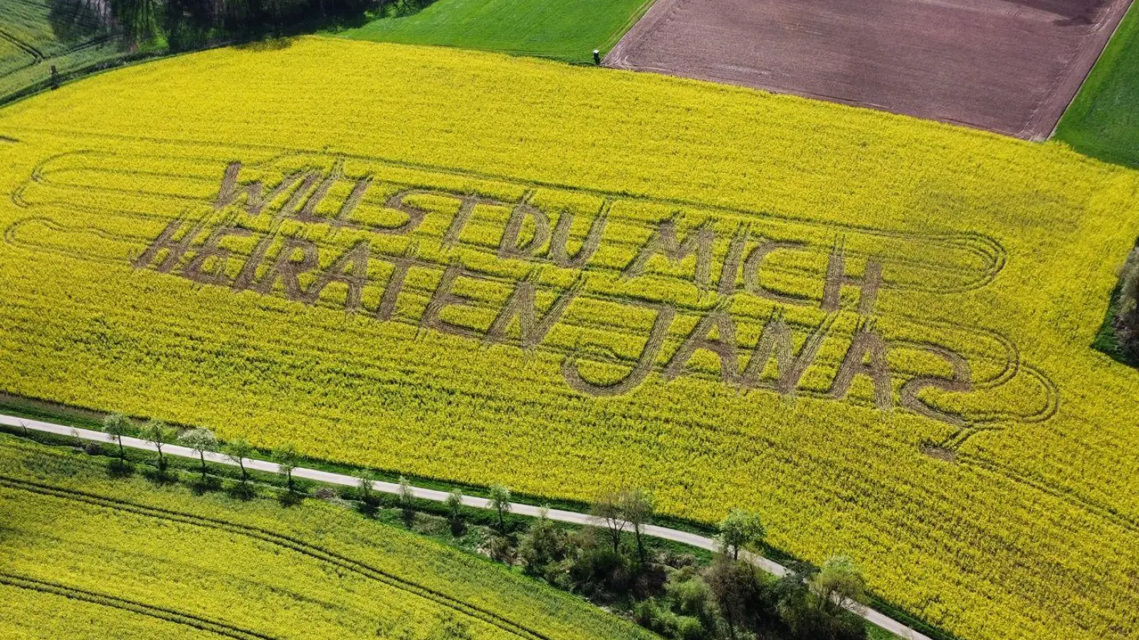 „Willst Du mich heiraten, Jana?“, steht in einem Rettichfeld bei Rauschenberg im Landkreis Marburg-Biedenkopf. (Foto: Nadine Weigel/dpa)