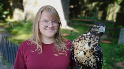 Dem Kordillerenadler-Weibchen Simba ist bei seinem unfreiwilligen Abenteuer nichts passiert. Luka Hellmann vom Team des Greifvogel- und Eulenparks „Wilder Wald“, das den Fürstlichen Falkenhof in Schloss Schillingsfürst seit 2022 betreibt, hat dem Tier fürs Erste aber eine Show-Pause verordnet. (Foto: Jürgen Binder)