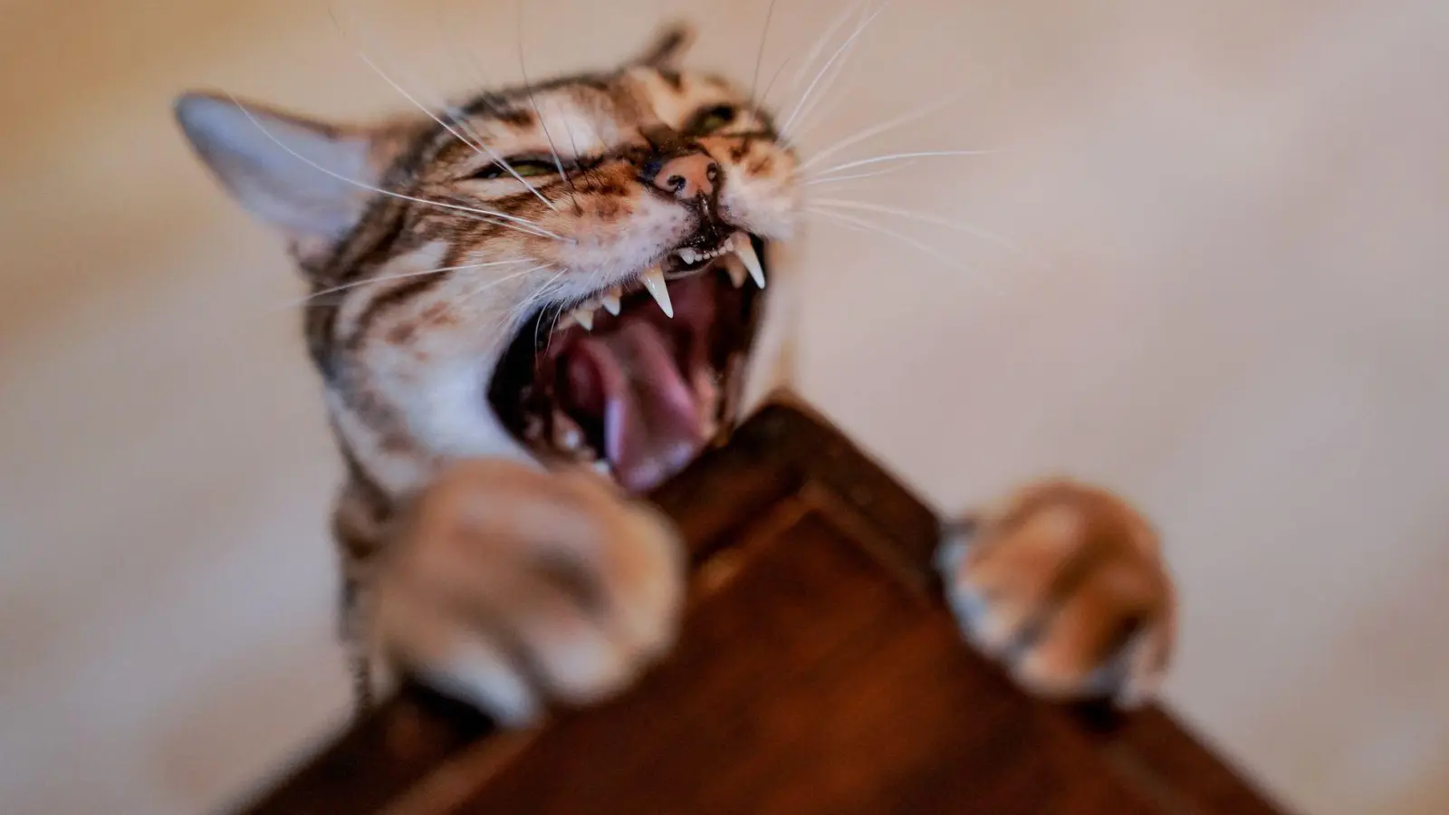 Die Zahnpflege von Katzen sollte, genau wie beim Menschen, prophylaktisch stattfinden. (Foto: Axel Heimken/dpa/dpa-tmn)