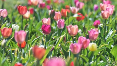 Das Wetter in Bayern soll frühlingshaft bleiben. (Archivbild) (Foto: Malin Wunderlich/dpa)