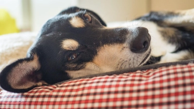 Die Mehrheit der Haustiere schläft laut Umfrage in einem eigenen Körbchen. (Archivbild) (Foto: picture alliance / Nicolas Armer/dpa)