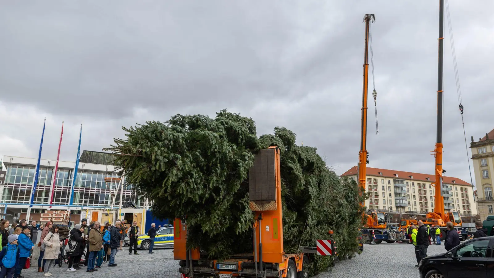 Der Baum für den diesjährigen Dresdner Striezelmarkt ist eine etwa 25 Meter hohe Nordmanntanne aus Freital. (Foto: Daniel Wagner/dpa)