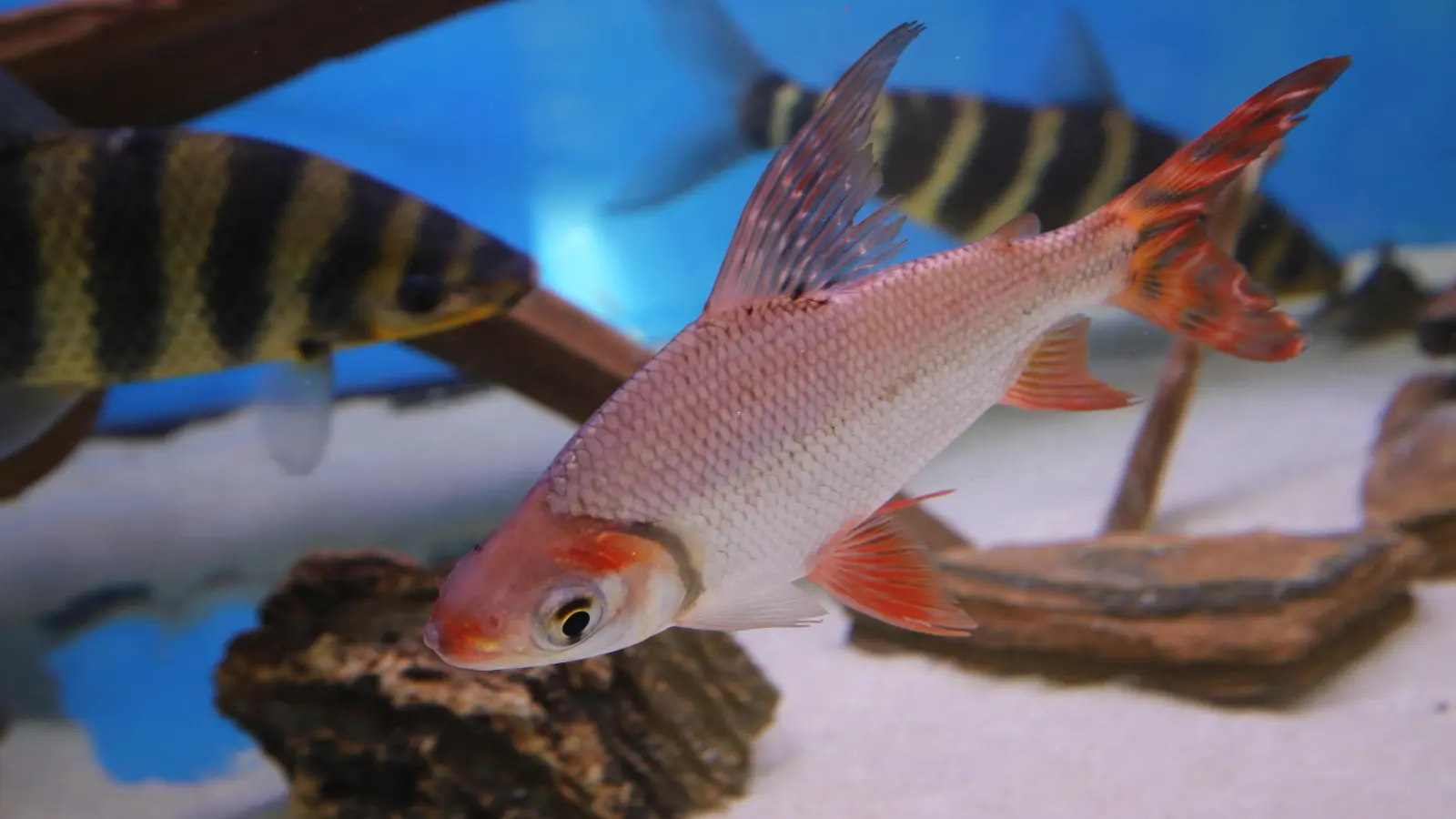 Exotischer Besatz in Süß- und Salzwasser: In 20 Aquarien im Foyer des Onoldiasaals waren nicht nur heimische Fische zu bewundern. (Foto: Alexander Biernoth)