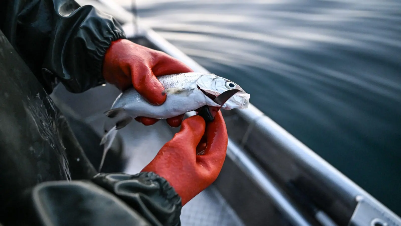 Der Bodensee-Fisch schlechthin: Felchen (Foto: Felix Kästle/dpa)