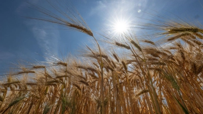 Im Großteil des Landes geht der DWD von Höchsttemperaturen zwischen 26 und 31 Grad aus. (Archivbild) (Foto: Boris Roessler/dpa)