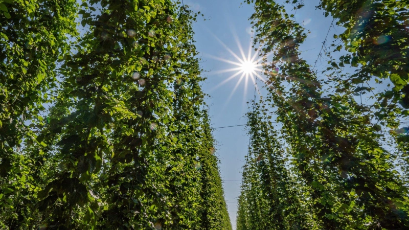 In der Hallertau liegt das größte zusammenhängende Hopfenanbaugebiet der Welt. (Symbolbild) (Foto: Armin Weigel/dpa)