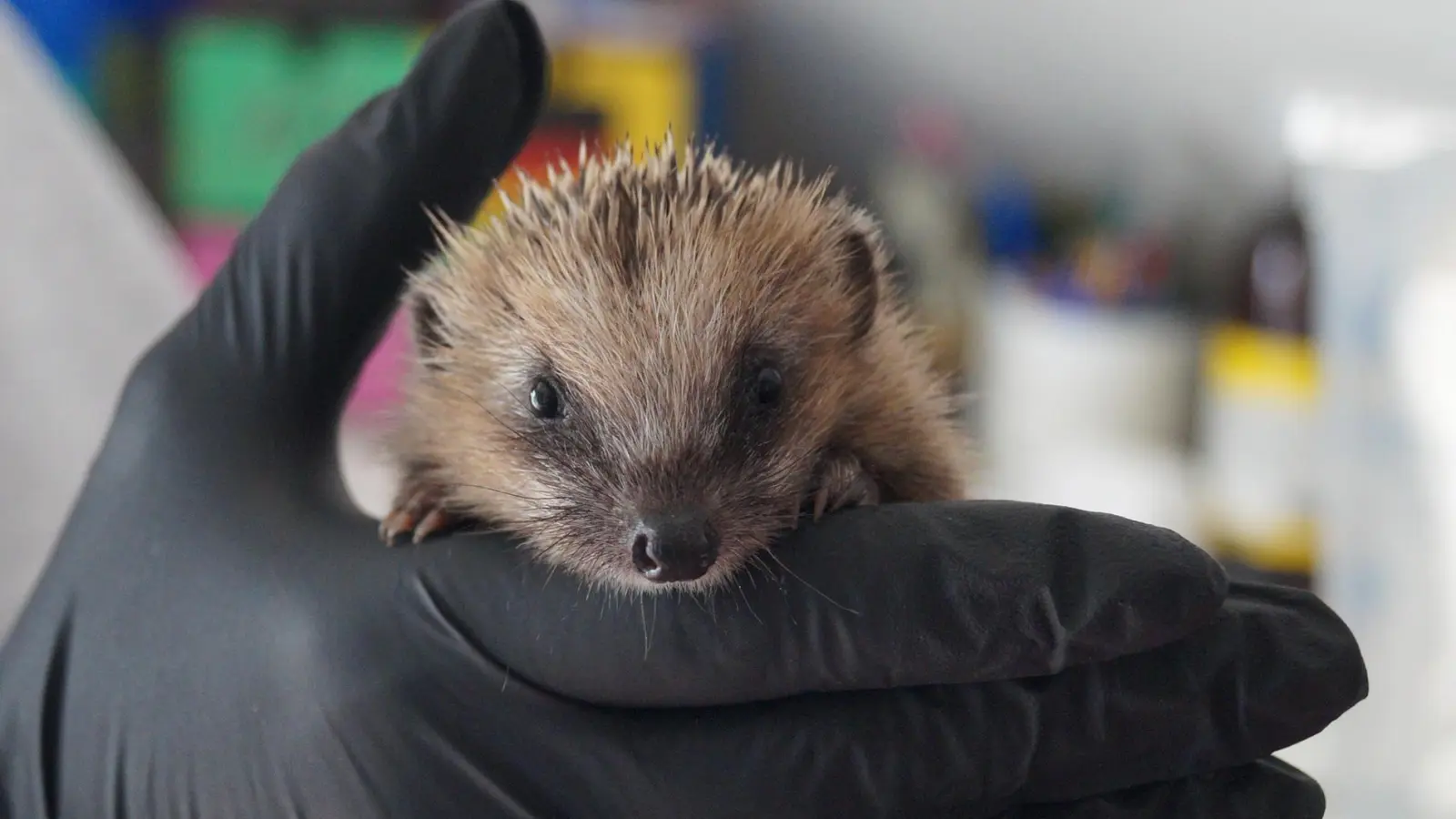 Von Ende Juli bis September sind die kleinen Igel wieder unterwegs, deshalb aufgepasst. (Foto: Nicole Gunkel)