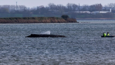 Einsatzkräfte der Feuerwehr benetzen den Rücken des Wals, der aus dem Wasser ragt. (Foto: Marcus Golejewski/dpa)
