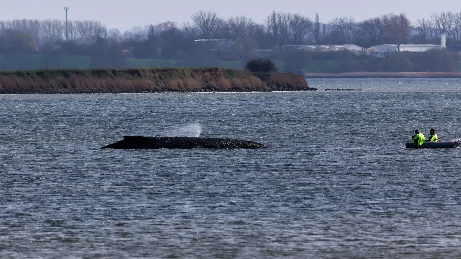 Einsatzkräfte der Feuerwehr benetzen den Rücken des Wals, der aus dem Wasser ragt. (Foto: Marcus Golejewski/dpa)