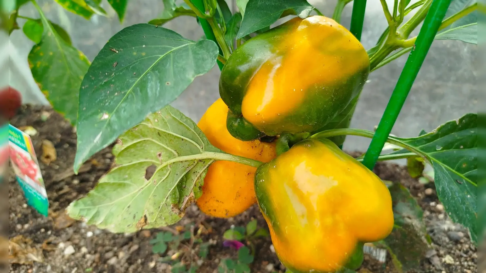Frisches Gemüse aus dem eigenen Garten zu ernten, ist echte Lebensfreude. (Foto: Christian Treffer)