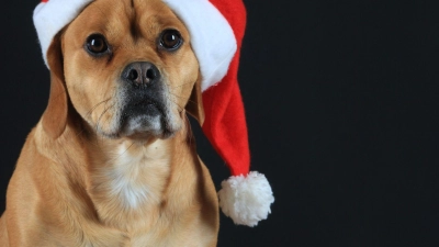 Viele Weihnachtsleckereien sind für Hunde leider tabu: Schokolade, Rosinen, Zimt und alkoholhaltige Speisen können für sie gesundheitsschädlich sein. (Foto: Jens Wolf/dpa-Zentralbild/dpa-tmn)