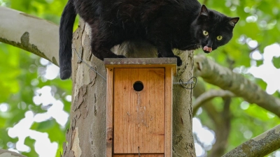 Ein schwarzer Kater sitzt während seiner Jagd nach Vögeln auf einem Nistkasten an einem Baum. (Foto: Patrick Pleul/dpa)