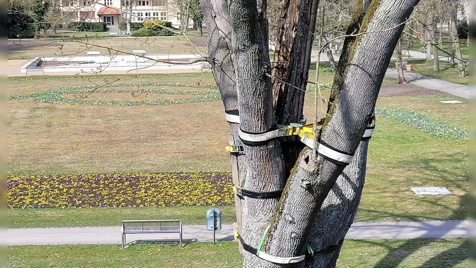 Der Baum am Eingang zum Bad Windsheimer Kurpark ist in einem miserablen Zustand. (Foto: Nina Daebel)
