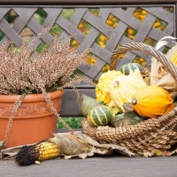 Herbstliche Deko: Zierkürbisse sind ein schöner Blickfang auf Balkon und Terrasse. (Foto: Kai Remmers/dpa-tmn)