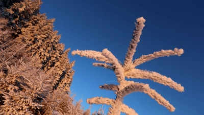 Frost und gebietsweise Neuschnee erwartet der DWD auch in der Nacht auf Sonntag. (Archivbild) (Foto: Karl-Josef Hildenbrand/dpa)