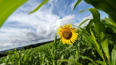 Das Wetter in Bayern bleibt eher durchwachsen. (Illustration) (Foto: Pia Bayer/dpa)