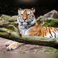 Tigerkater Manu hat im Zoo Landau ein neues Zuhause gefunden.  (Foto: Tom Burger/Tiergarten Nürnberg/dpa)