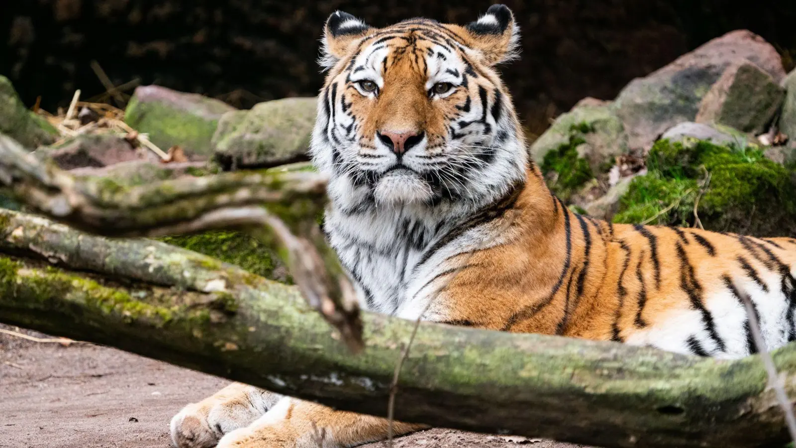 Tigerkater Manu hat im Zoo Landau ein neues Zuhause gefunden.  (Foto: Tom Burger/Tiergarten Nürnberg/dpa)