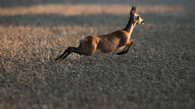 Der Bund Naturschutz sorgt sich um den Zustand des Waldes - und das hat auch mit dem Verbiss junger Bäume durch Rehwild zu tun. (Archivbild) (Foto: Lino Mirgeler/dpa)