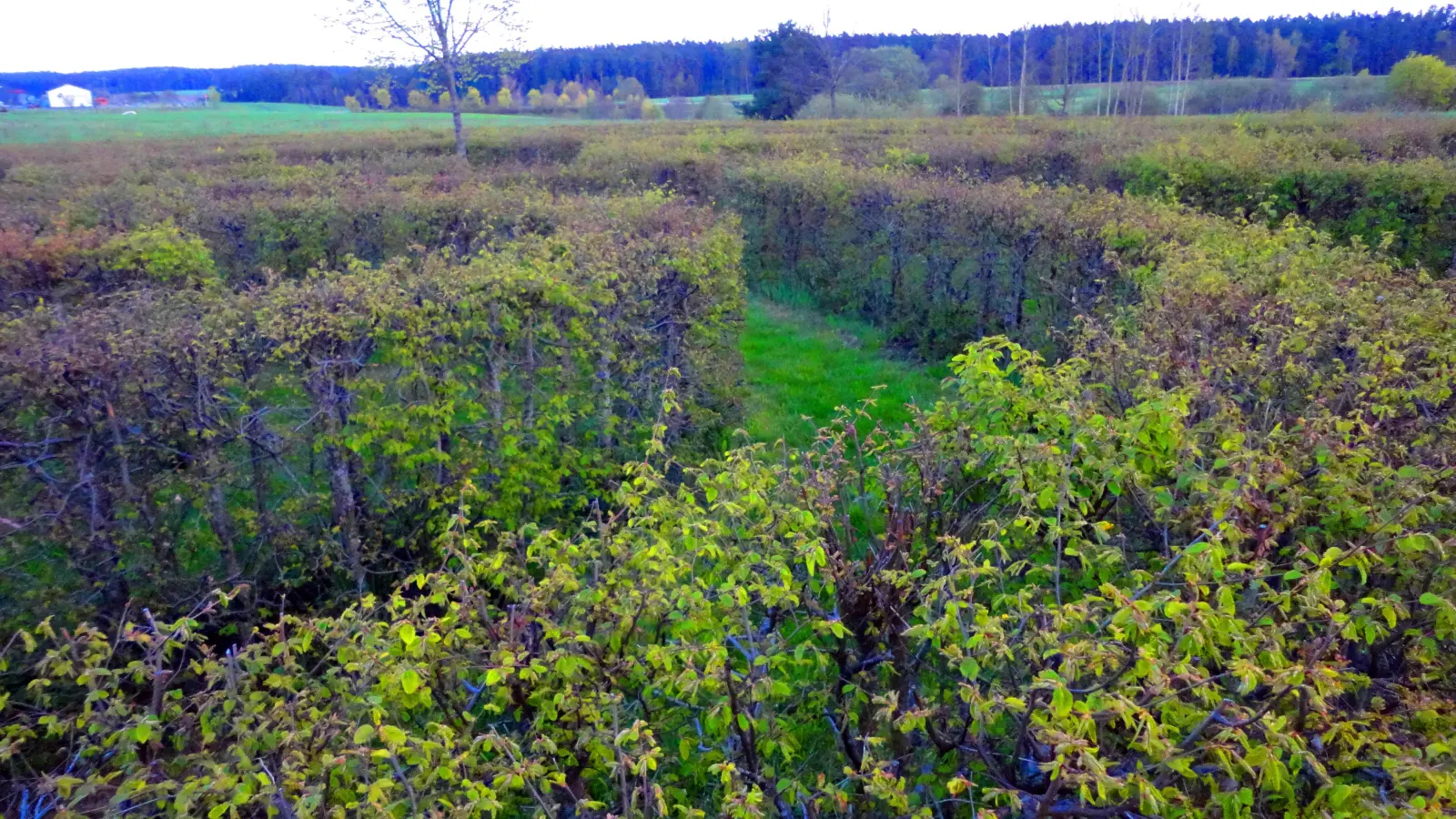 Das Hainbuchen-Labyrinth in Flachslanden bietet fünf verschiedene Umgänge. (Archivbild: Rudolf Göller)