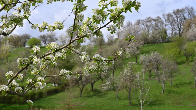 Besonders hübsch anzusehen, sind Streuobstwiesen zur Blütezeit.  (Foto: Manfred Blendinger)