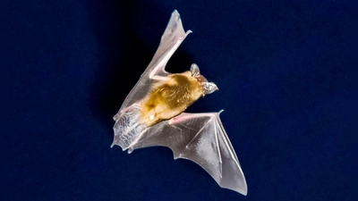 Die Fledermaus ließ sich problemlos von der Polizei einfangen. (Symbolbild)  (Foto: Frank Rumpenhorst/dpa)