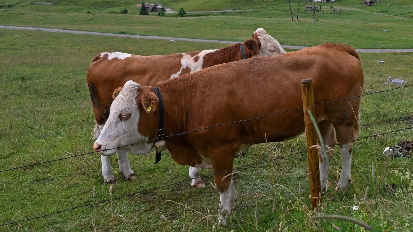 Eigentlich haben Jungrinder auf der Straße nichts verloren. (Symbolbild) (Foto: Uwe Lein/dpa)
