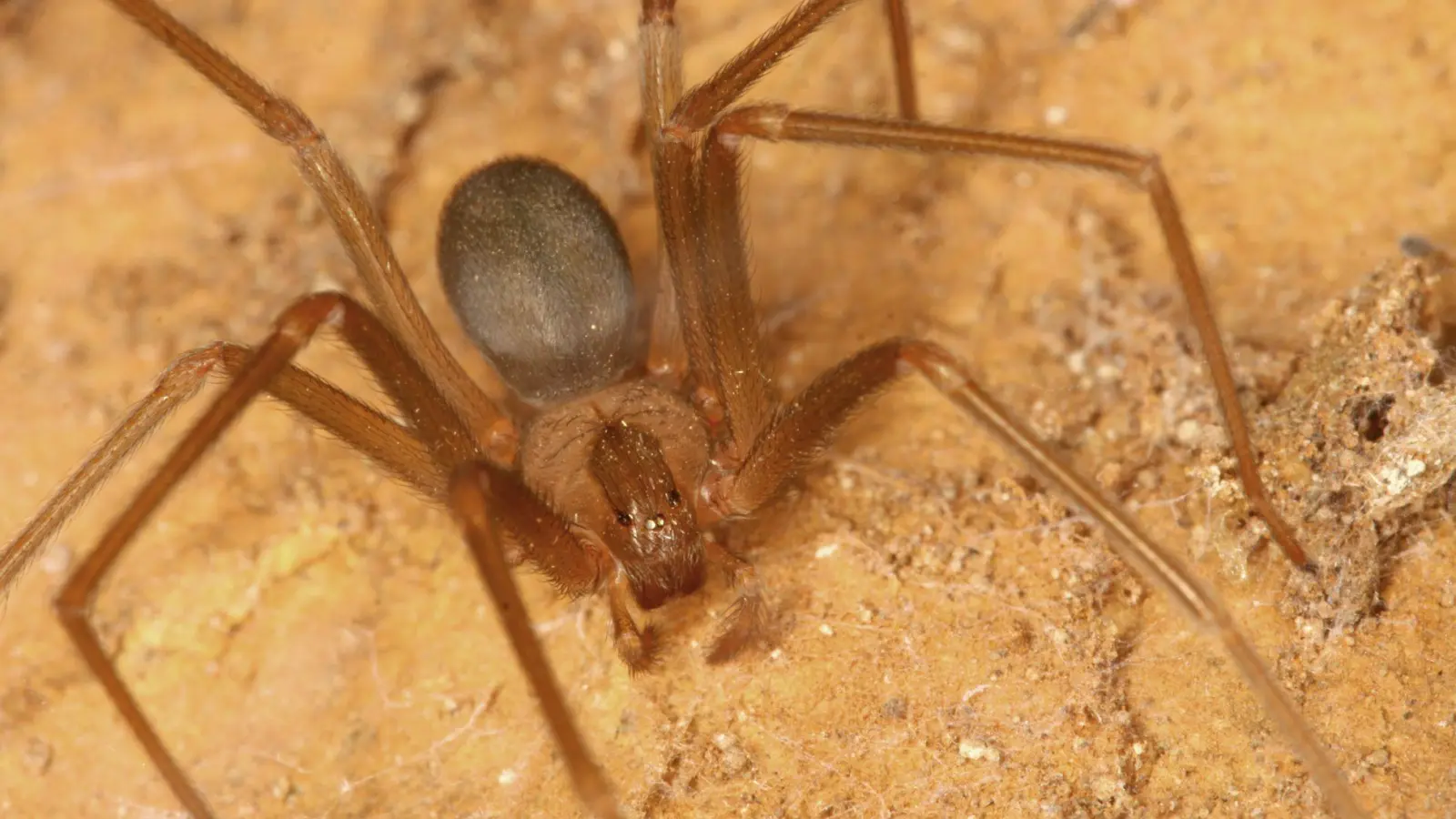 Braune Violinspinne (Foto: Peter Jäger/Senckenberg Gesellschaft für Naturforschung/dpa)