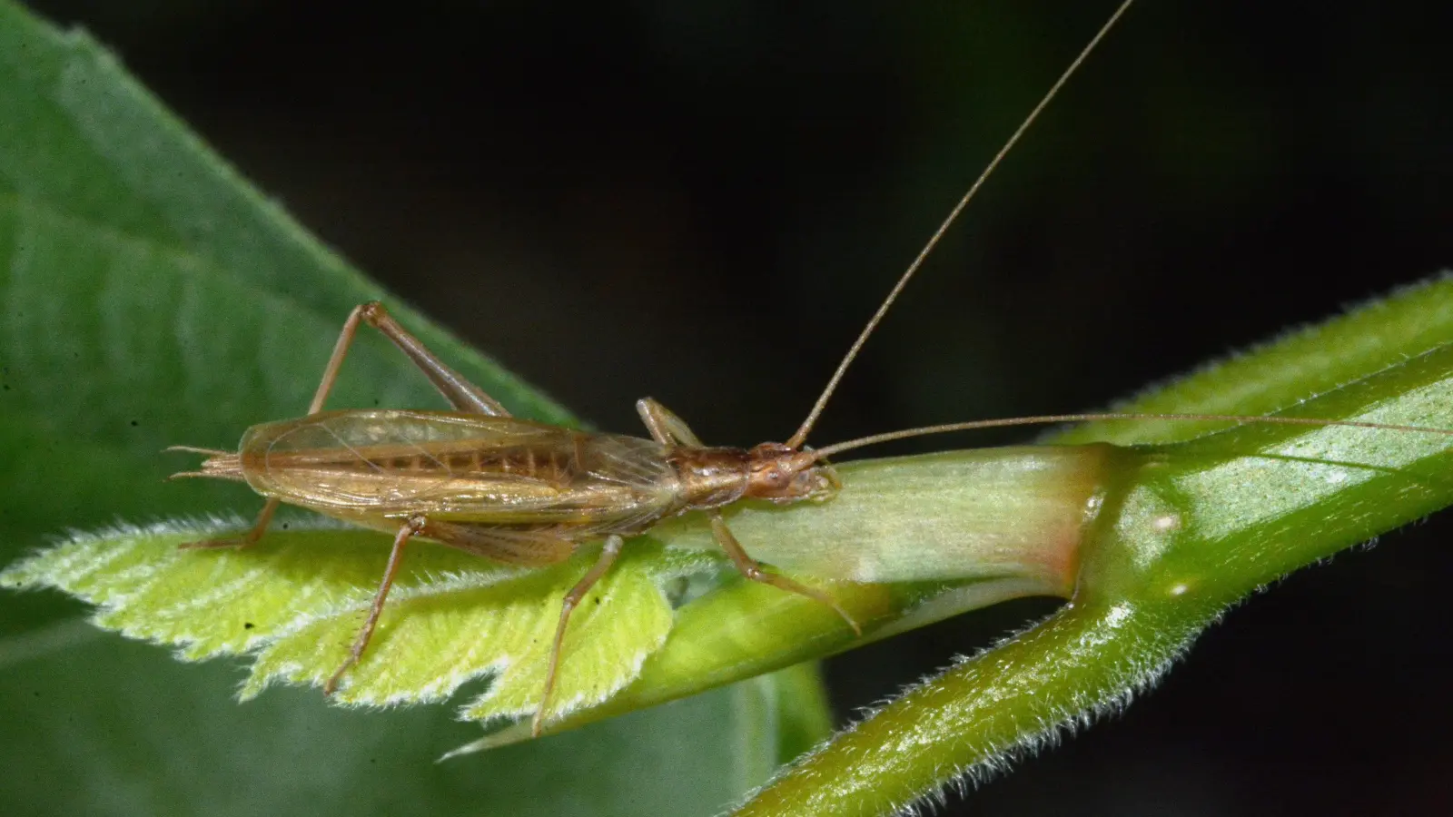 Das Weinhähnchen ist ein wärmeliebendes Insekt und erfüllt auch bei uns immer öfter die Sommernächte mit seinem Zirpen.  (Foto: Ulrich Meßlinger)