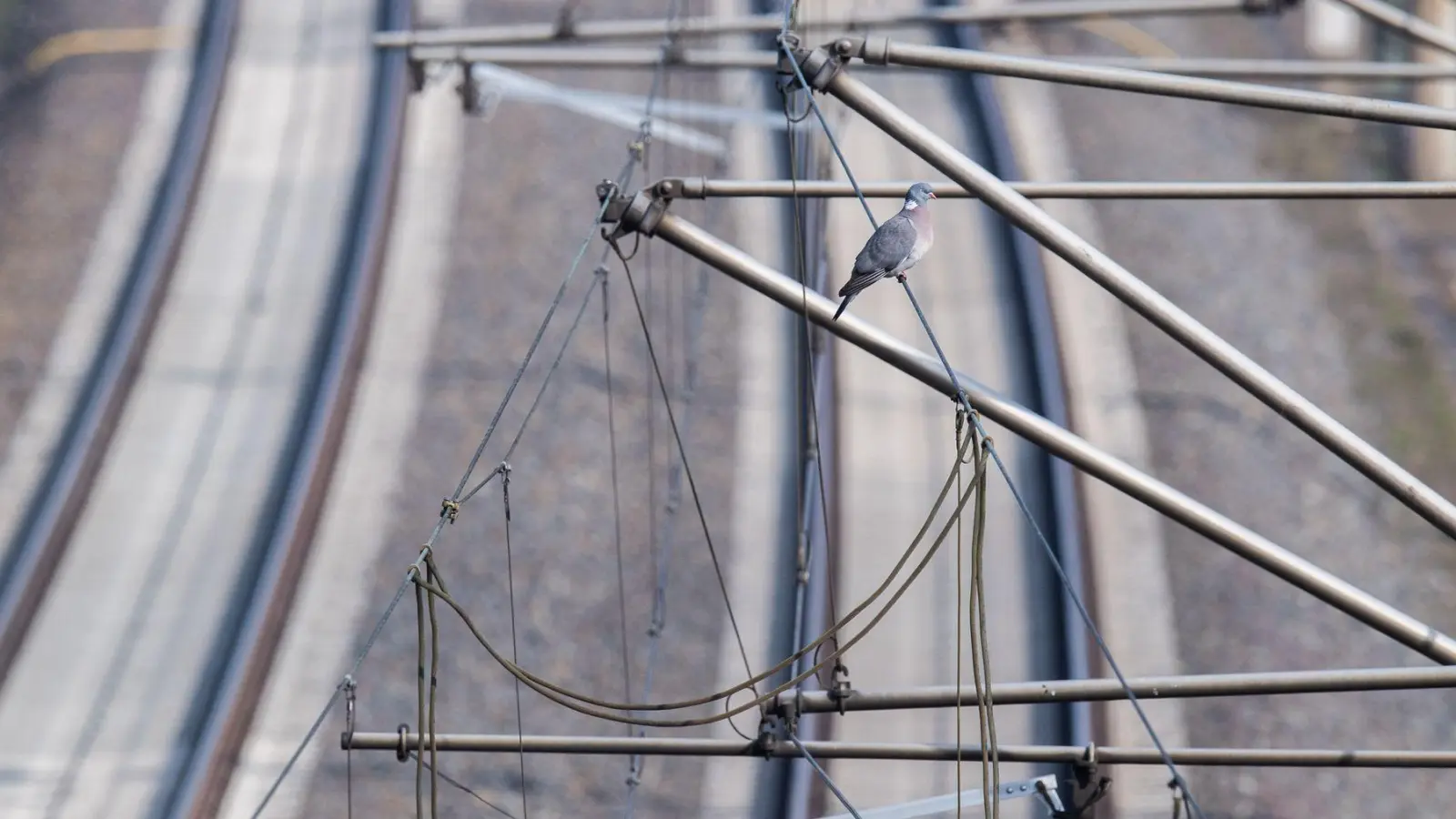 Wegen eines gerissenen Tragseils in der Oberleitung fahren am Ulmer Hauptbahnhof weder Fern- noch Regionalzüge. (Symbolbild) (Foto: Julian Stratenschulte/dpa)