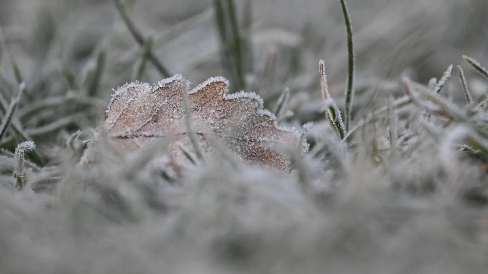 Vielerorts bleibt es schneefrei an Weihnachten - aber es kann Reif geben. (Foto: Marijan Murat/dpa)