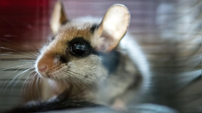 2023 wurde der Gartenschläfer von den Spenderinnen und Spendern der Deutschen Wildtierstiftung zum Tier des Jahres gewählt. (Archivbild) (Foto: Alexander Heinl/dpa/dpa-tmn)