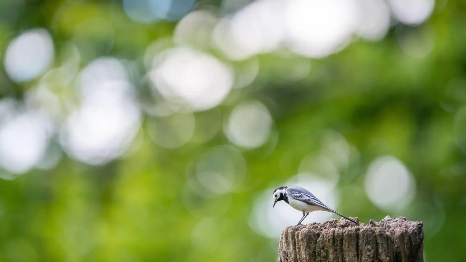 Die Bachstelze gehört zu den ersten Rückkehrern unter den Zugvögeln. (Archivbild) (Foto: Lino Mirgeler/dpa)