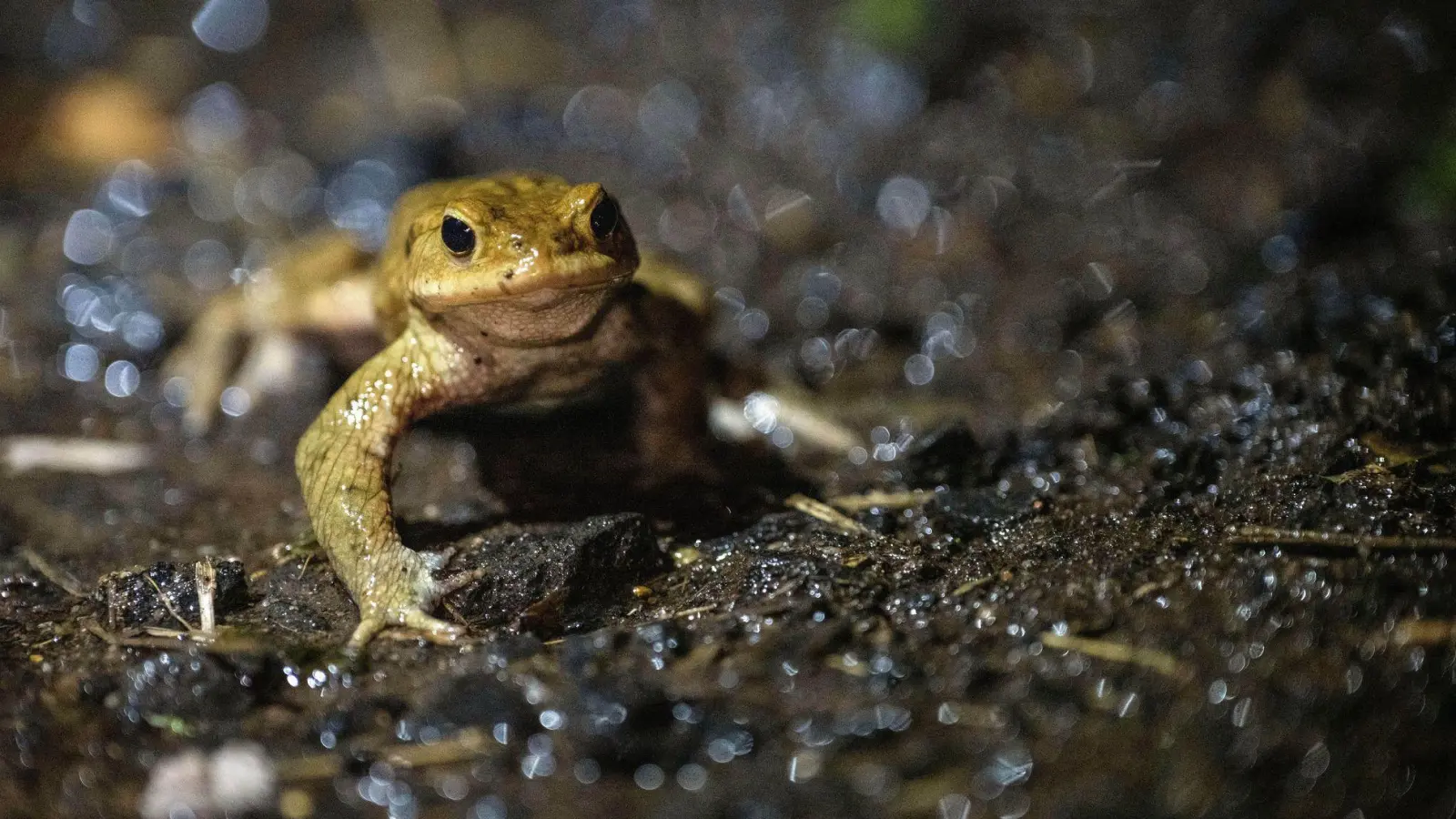 Auf dem Weg ins Winterquartier: Natürliche Rückzugsorte, wie Laub- und Komposthaufen, bieten Kröten, Fröschen und Molchen Schutz vor Frost. (Foto: Pia Bayer/dpa/dpa-tmn)