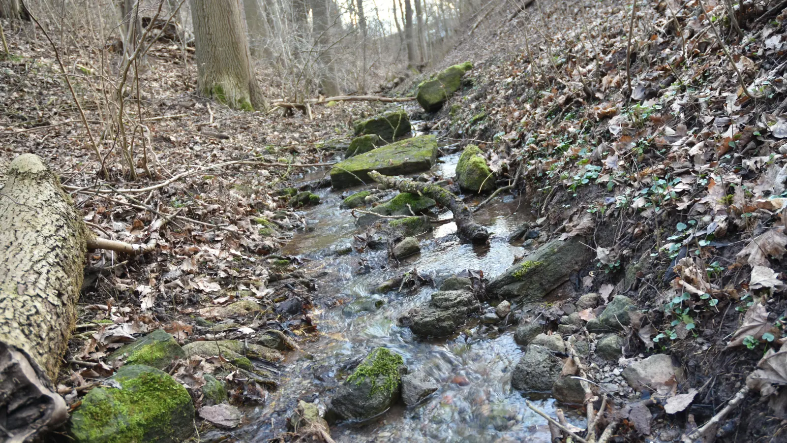 Die Neustädter Multernschlucht bietet naturnahe Perspektiven. (Archivbild: Anita Dlugoß)