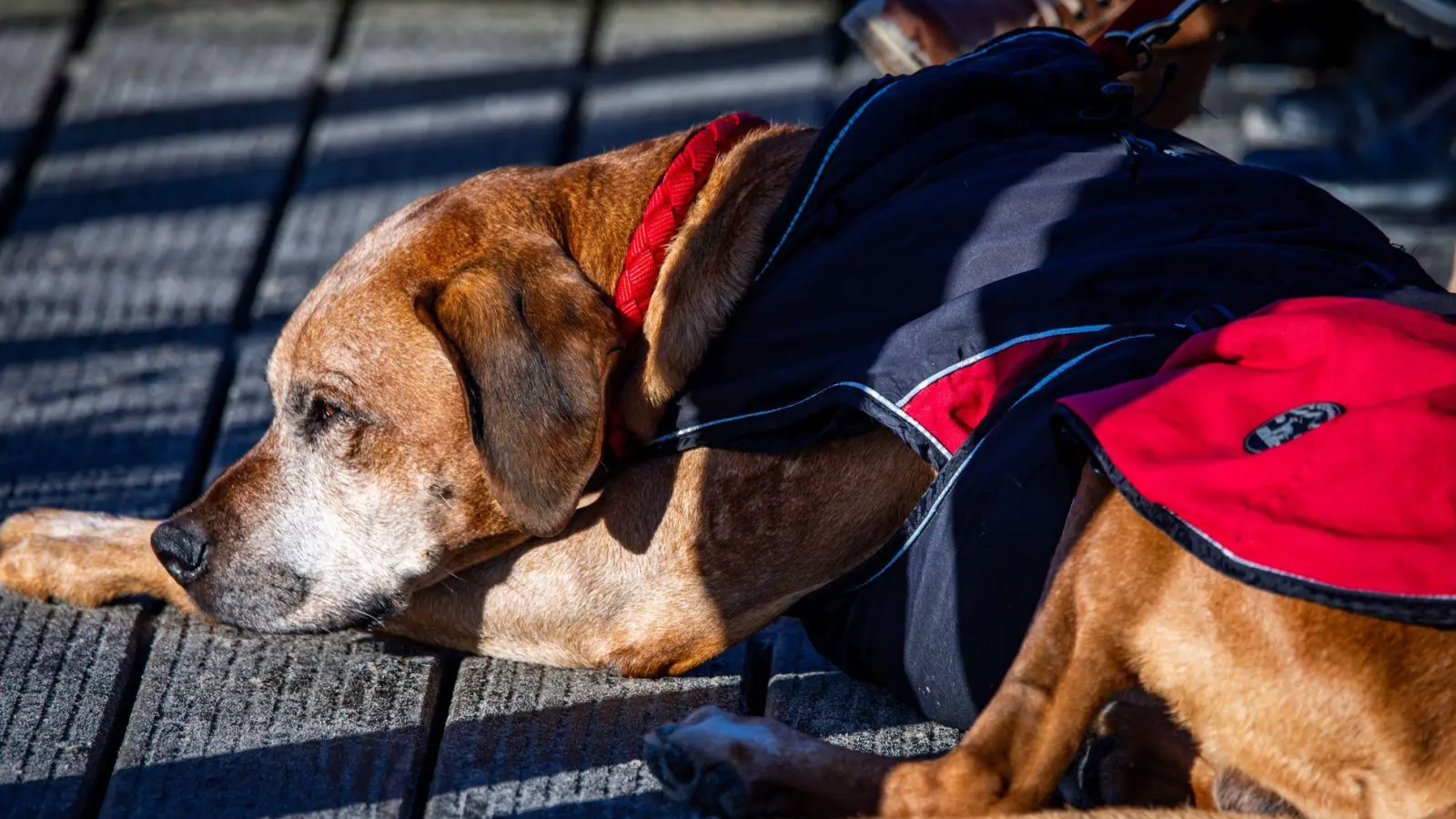 Lieber nur kurz verweilen: Hunde können im Winter schnell unterkühlen, besonders beim unbeweglichen Warten im Freien. (Foto: Jens Büttner/dpa/dpa-tmn)