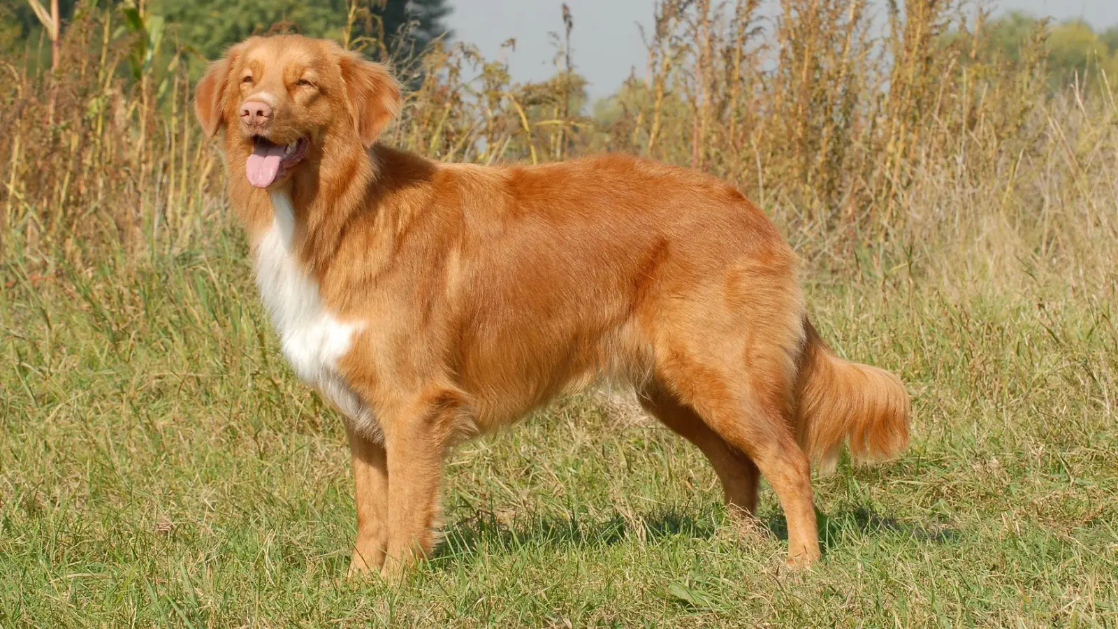 Unter dem Motto „Mit meinem Hund in der Natur“ bietet die Jägervereinigung Feuchtwangen einen Begleithunde-Kurs an.  (Foto: Eva-Maria Krämer/dpa-tmn)