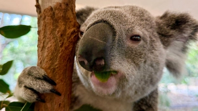 Koalas sind sehr niedlich - und haben erstaunliche Eigenschaften. (Foto: Carola Frentzen/dpa)