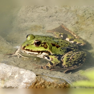 Frosch im Wasser - gesehen in Bad Windsheim (Foto: Penelope Meyer)